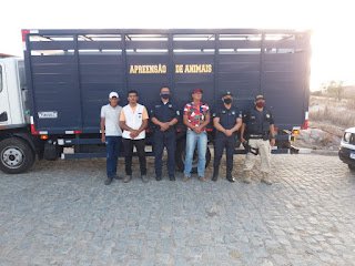 Prevenção de acidentes: Solicitação de Neném de Uruçu garante recolhimento de animais soltos às margens de rodovias em Gravatá