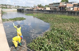 Olinda | Prefeitura inicia remoção de peixes mortos do Canal do Fragoso; causa das mortes é investigada pela CPRH
