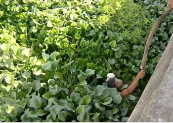 Homem pula em canal, se arrisca em meio à vegetação e salva cachorro, em Olinda