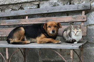 Câmara aprova projeto que proíbe extermínio de cães e gatos saudáveis por órgãos públicos; matéria segue à sanção presidencial Câmara aprova projeto que proíbe extermínio de cães e gatos saudáveis por órgãos públicos; matéria segue à sanção presidencial