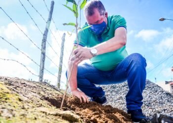 Laboratório fitoterápico e reabertura da Sementeira de Gravatá: solicitações de Neném de Uruçu valorizam natureza e meio ambiente
