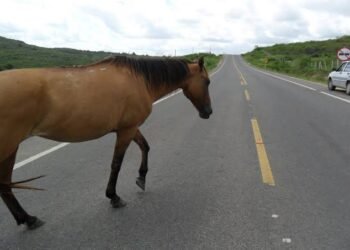 Câmara Federal: Comissão aprova multa para proprietário que deixar animal circular em estradas