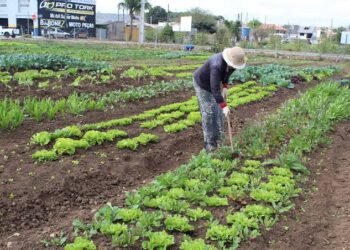 Proposta na Câmara institui plano nacional de incentivo a hortas comunitárias