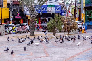 Prefeitura de Gravatá e Ministério Público de Pernambuco reúnem sociedade civil para orientar sobre situação dos pombos