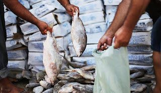 Prefeitura de Sairé garante peixe da Semana Santa