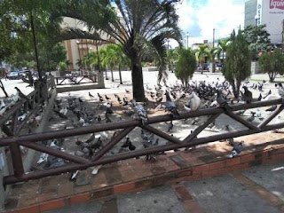 Gravatá: por risco à saúde humana, pombos da Praça da Matriz se tornam preocupação; prefeitura e MP debatem solução