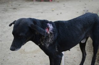 Primavera: um cãozinho à espera de um gesto de compaixão na Cachoeira do Urubu – Por Ismael Alves
