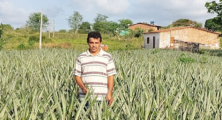 Agricultura: alta produção de abacaxi faz município de Pombos chamar a atenção da China