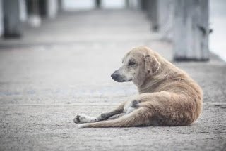 Timbaúba: Justiça acolhe pedido do MPPE e determina que Município promova o abrigamento, castração e cuidados de animais abandonados