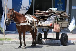 Recife: MPPE promove audiência pública para discutir Decreto Municipal sobre retirada de veículos de tração animal do município