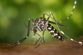 Brasil recebe remessa de 750 mil doses da vacina contra a dengue