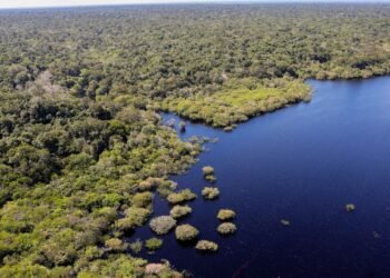 Criação do Museu das Amazônias é lançada em Belém
