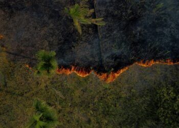 Incêndios na Amazônia legal batem recorde para um primeiro semestre em 20 anos