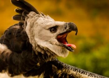 Fenômenos naturais põem em risco de extinção quase 4 mil espécies