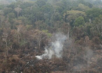 Pará decreta emergência e proíbe uso de fogo em pastagens