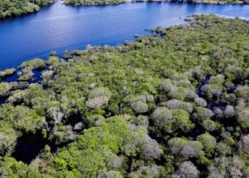 Saiba como títulos verdes possibilitam reflorestamento na Amazônia
