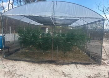 Polícia encontra estufas de maconha após mulher denunciar marido por agressão em Gravatá; homem foi preso em Primavera