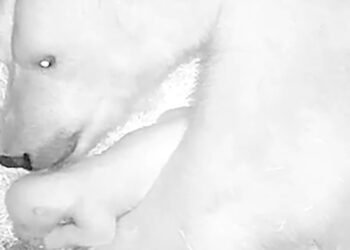 Aquário de São Paulo anuncia nascimento de seu primeiro urso-polar