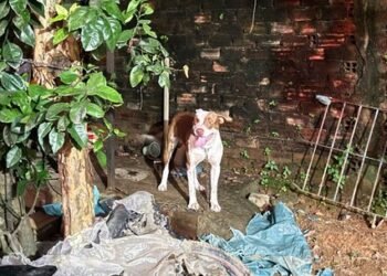 Tragédia: pitbull ataca e mata bebê de 3 meses dentro da casa de cuidadora no Grande Recife