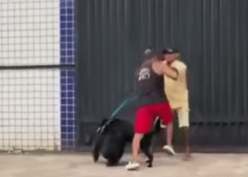 Tutores e cães brigam após cachorros se cheirarem durante passeio