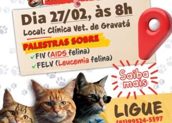 Mutirão de castração felina será realizado na Clínica Veterinária de Gravatá nesta sexta-feira (27)